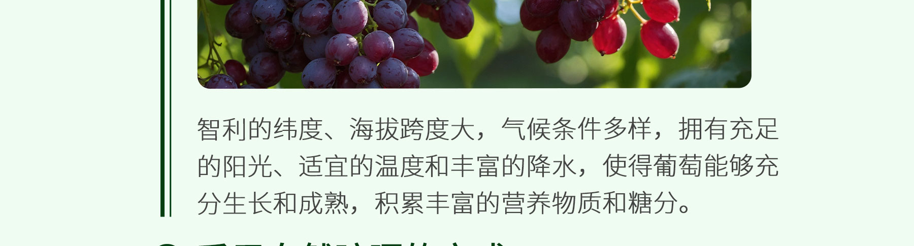提子干追溯_05